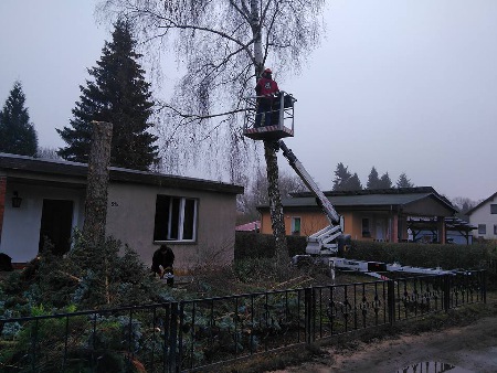 Baumfällungen